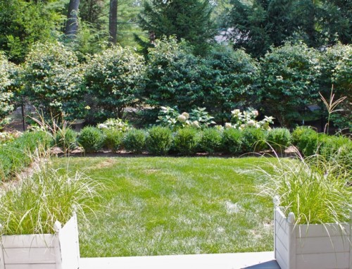 back garden