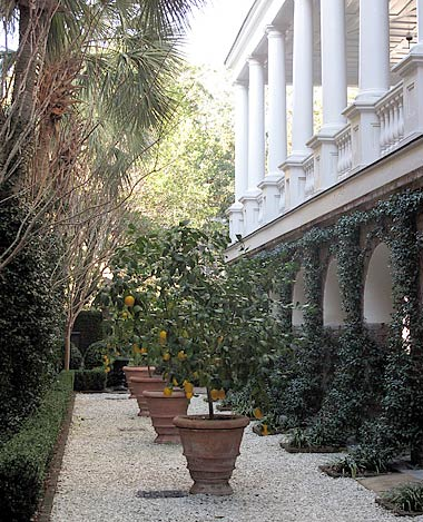Gatewood house alle with meyer lemon trees Gil Schafer