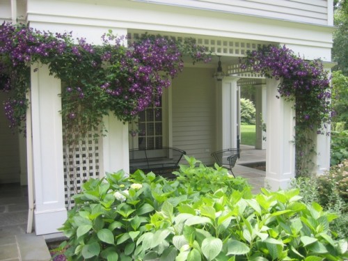 back trellis