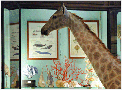 deyrolle giraffe le prince jardinier