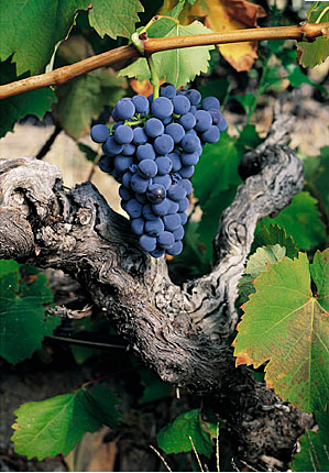 Screen shot 2011-01-04 at 9.50.03 PM