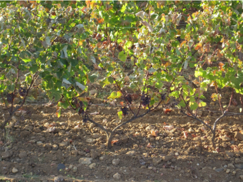 Screen shot 2011-01-11 at 1.09.39 PM