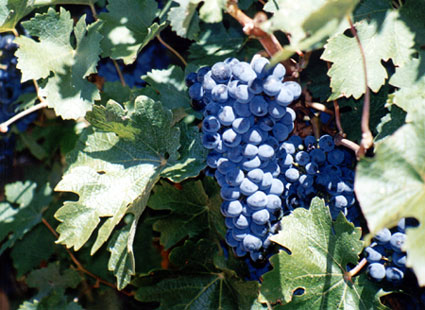 tannat-bunch-on-the-vine-6c