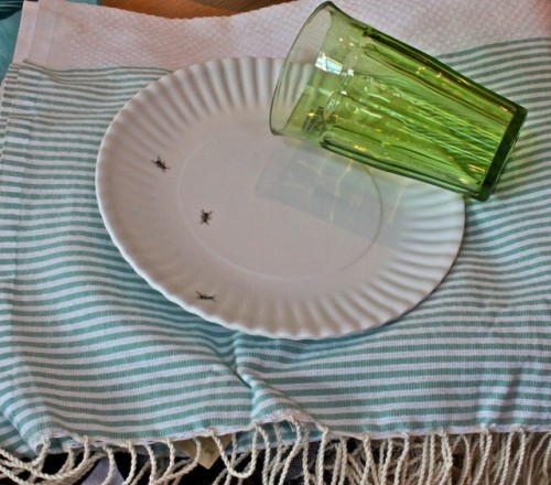dominique tabletop