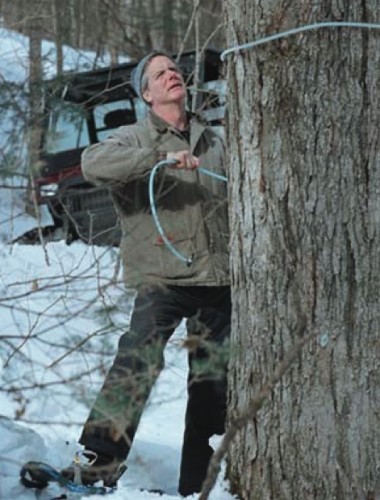 maple sapping