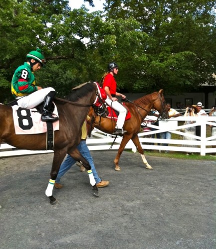 horse #8
