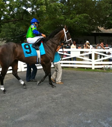 horse #9