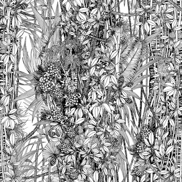 Pierre Frey Amazon wallpaper in black and white