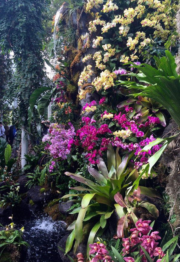 Orchidelirium, the NYBG orchid show