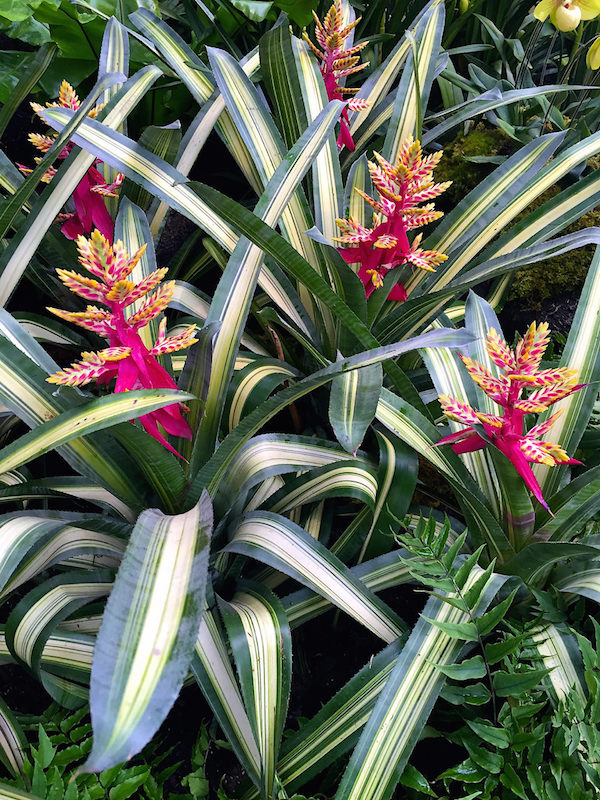 NYBG Orchidelirium show