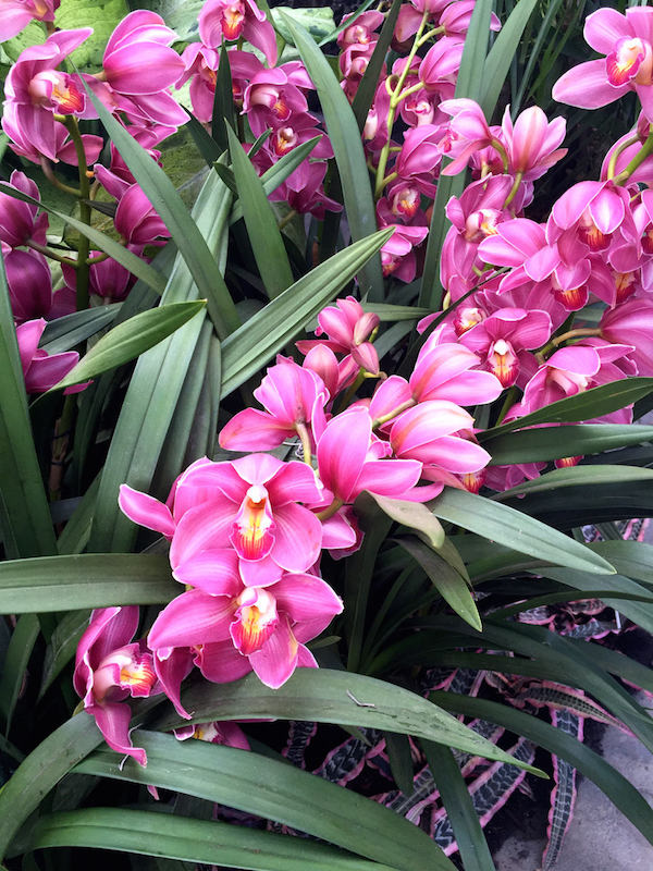 Orchid at Orchidelirium, the NYBG 2016 Orchid Show