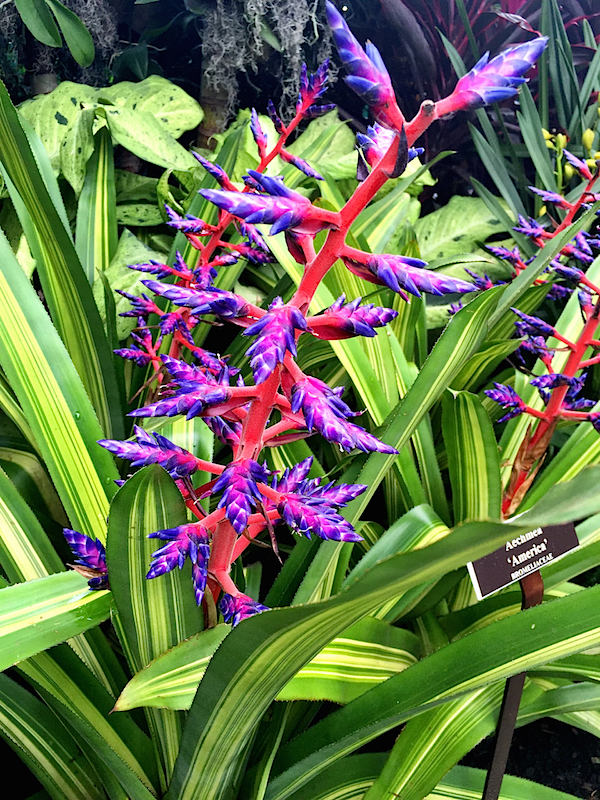 Orchid at the NYBG orchid show