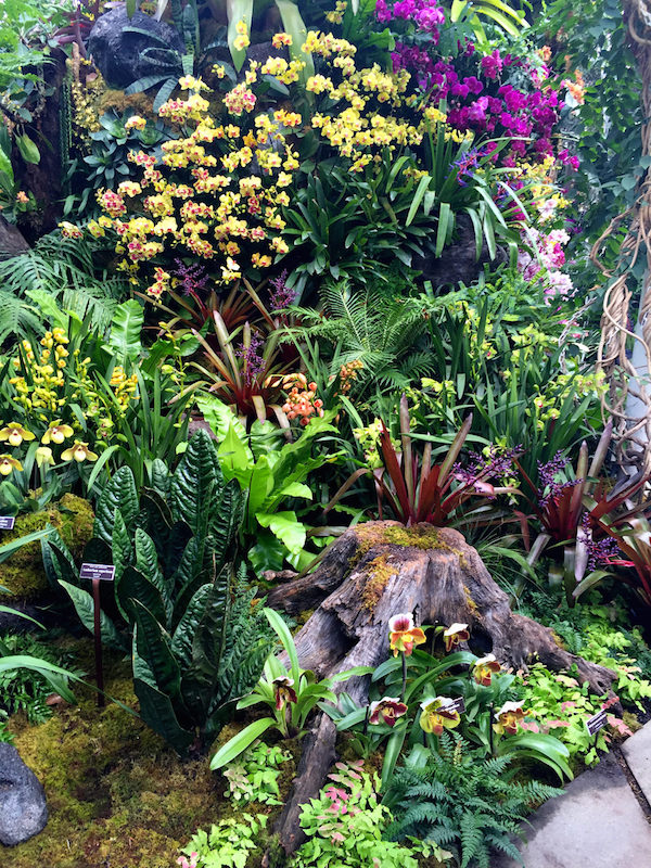 Orchidelirium at the NYBG