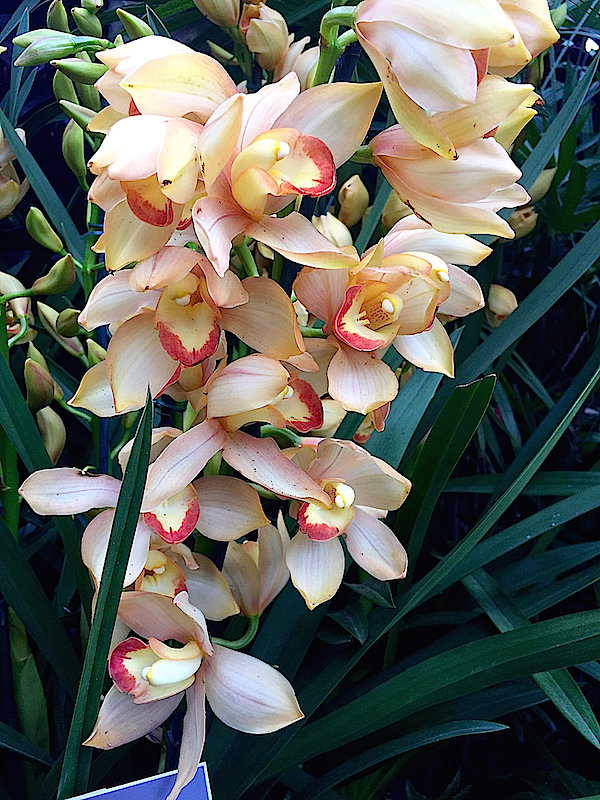 Orchidelirium at the New York Botanical Garden