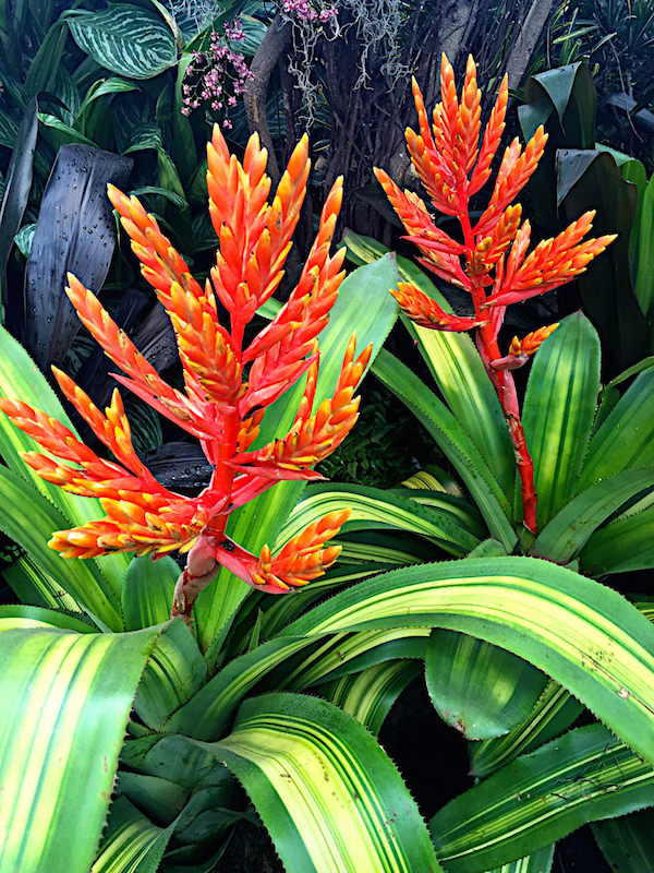 Orchidelirium, the NYBG orchid show