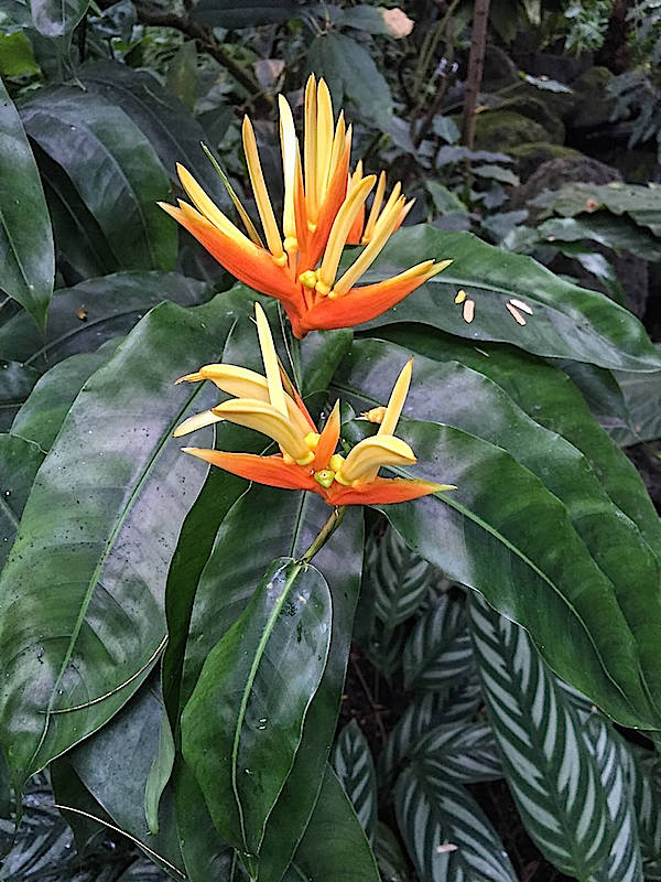 orchid at NYBG Orchidelirium show