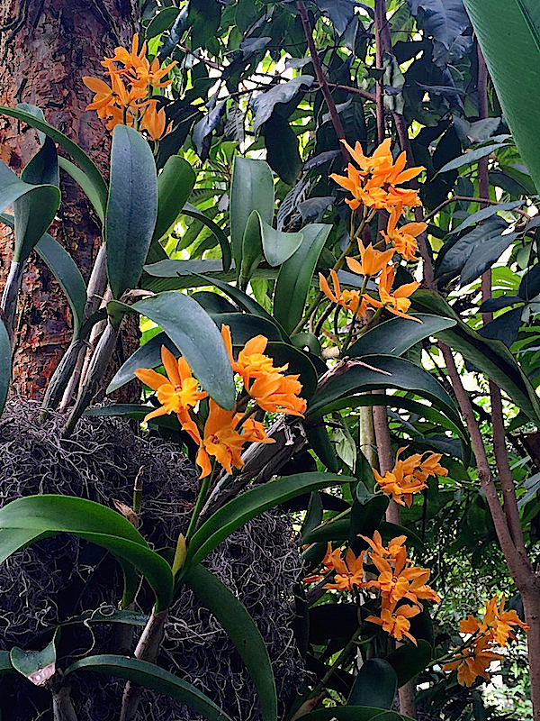 orchid at NYBG Orchidelirium show