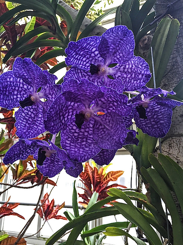 orchid at NYBG Orchidelirium show