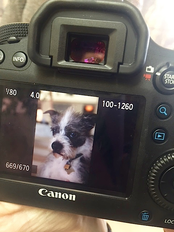 Willie Wearstler - dogs and their designers