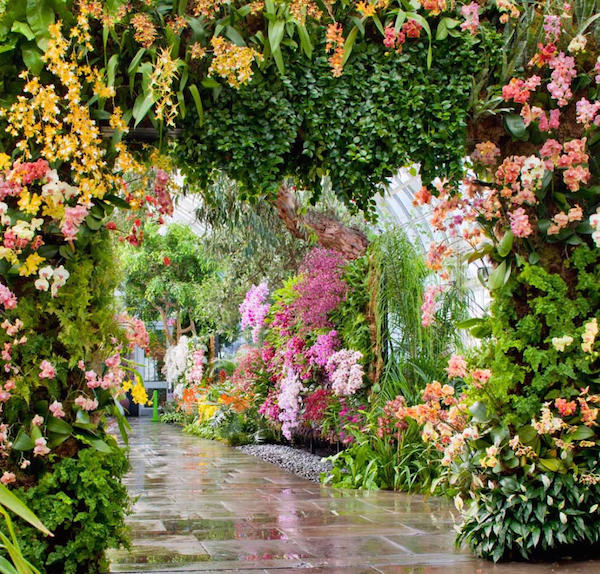 NYBG Orchid Show 2012