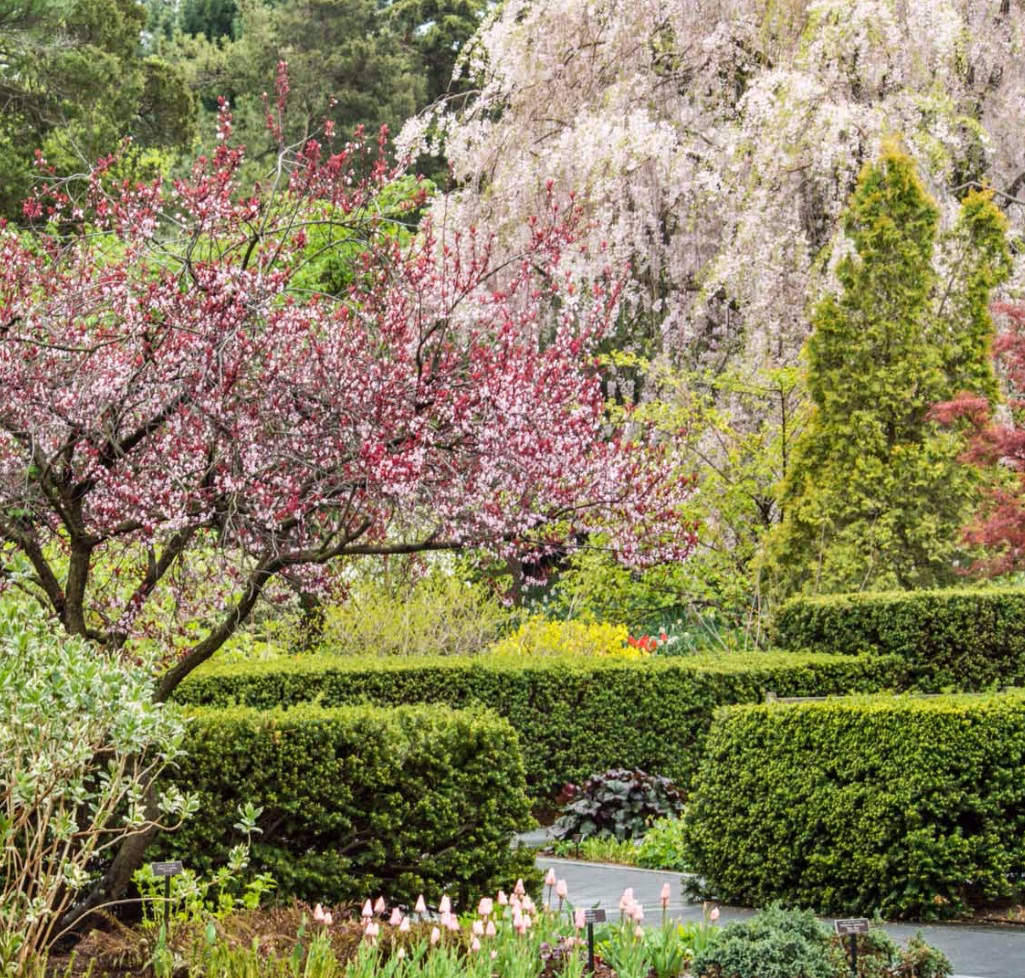 NYBG Perennial Garden