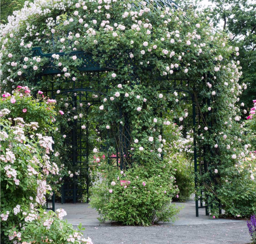 NYBG rose garden