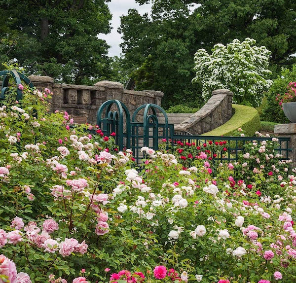 Peggy Rockefeller Rose Garden