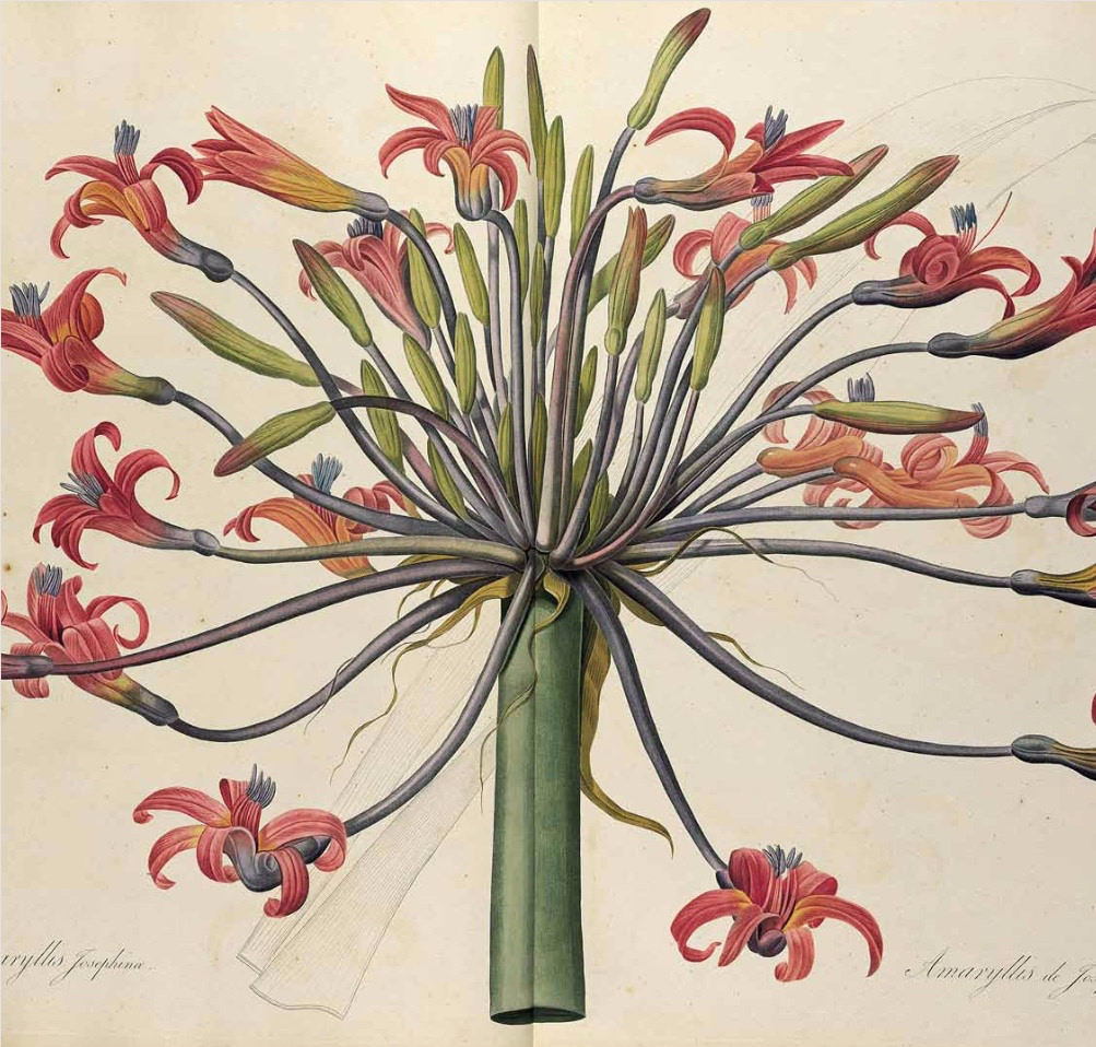 Redoute book at the NYBG