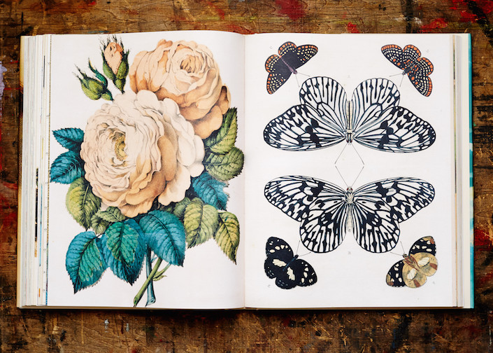 John Derian Picture Book ジョンデリアン * John Derian Picture Book - Quintessence
