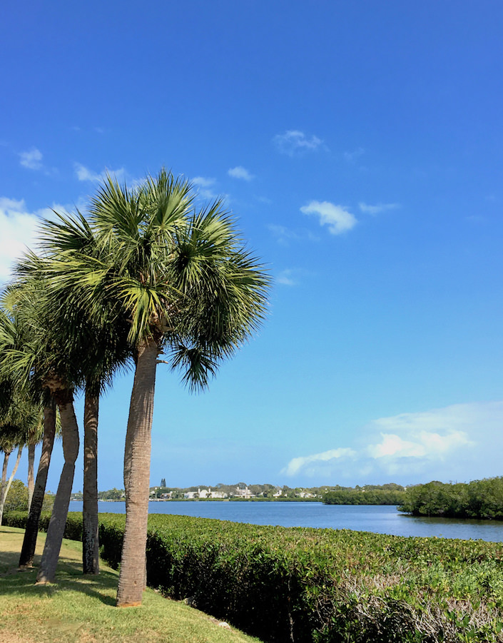 Florida palms