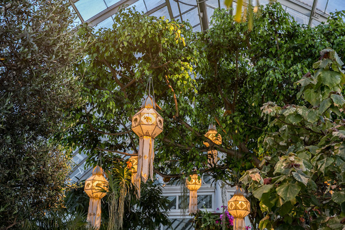 NYBG 2017 Orchid Show Thai Sky Lanterms
