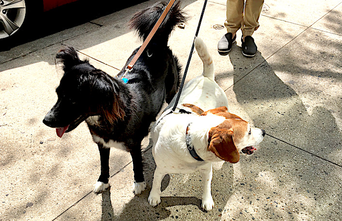 Isaac Mizrahi dogs Dean and Kitty