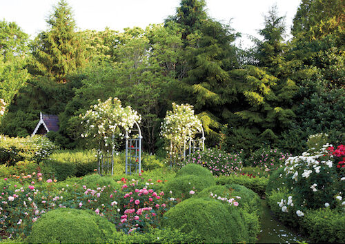 Peter Marino rose garden