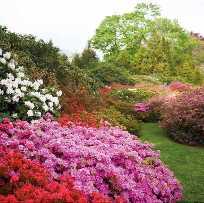 azalea crescent in the garden of peter marino