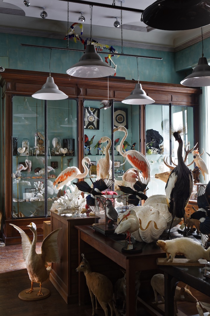 Deyrolle a Parisian Cabinet of Curiosities photo © Francis Hammond