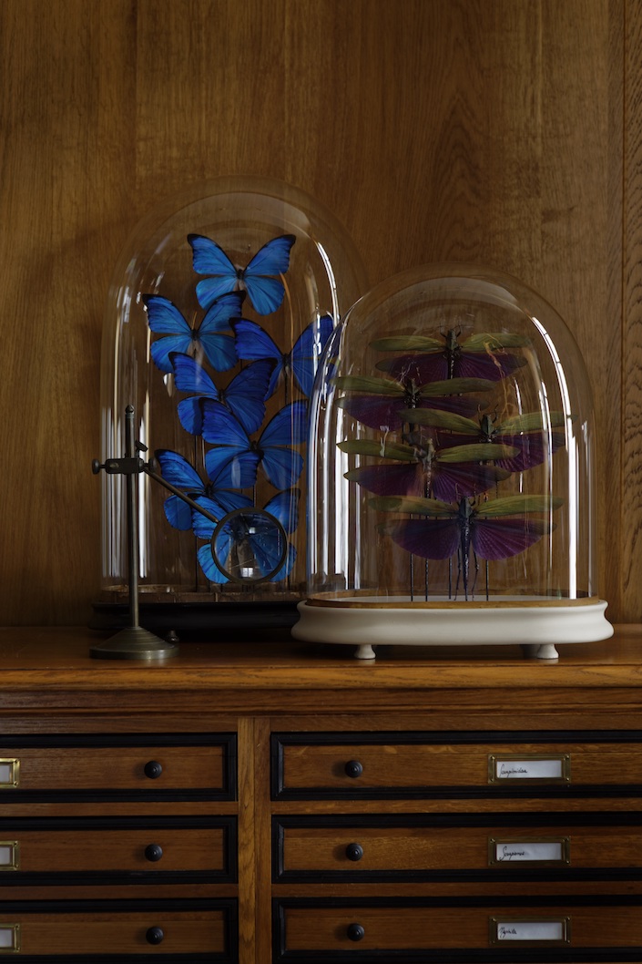 A Cabinet of Curiosities Deyrolle, photo Francis Hammond