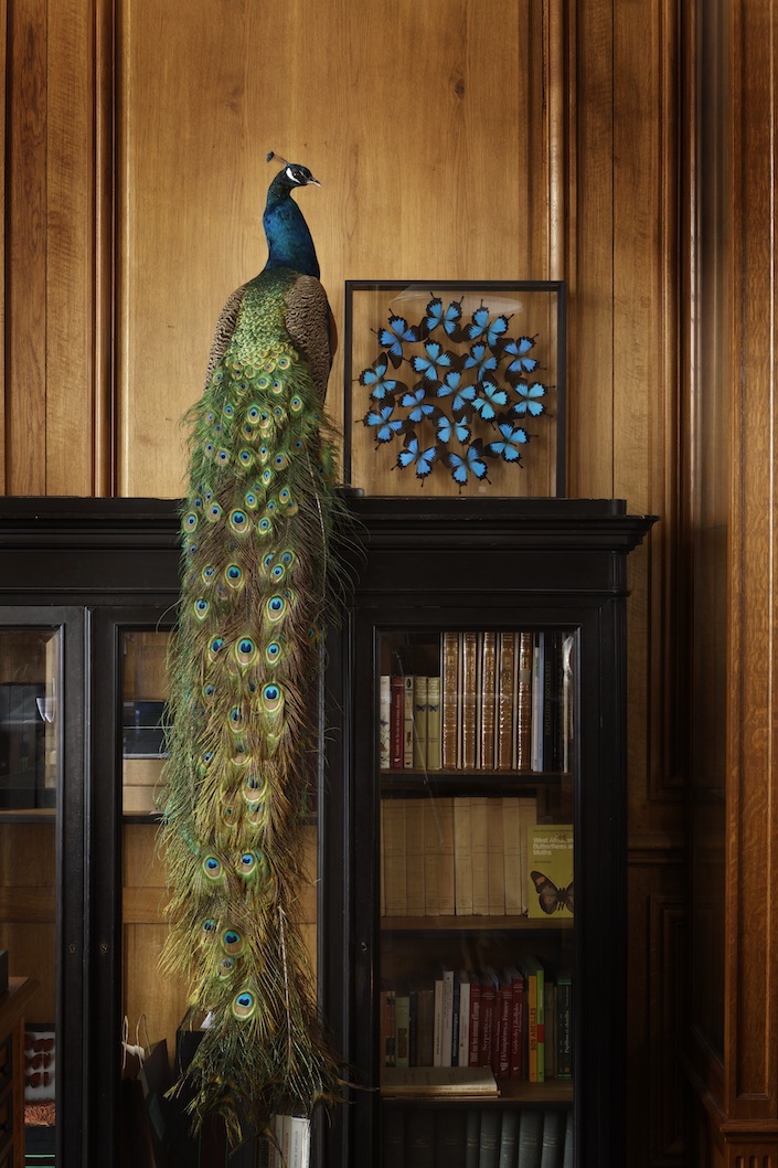 Deyrolle A Parisian Cabinet of Curiosities, photo Francis Hammond