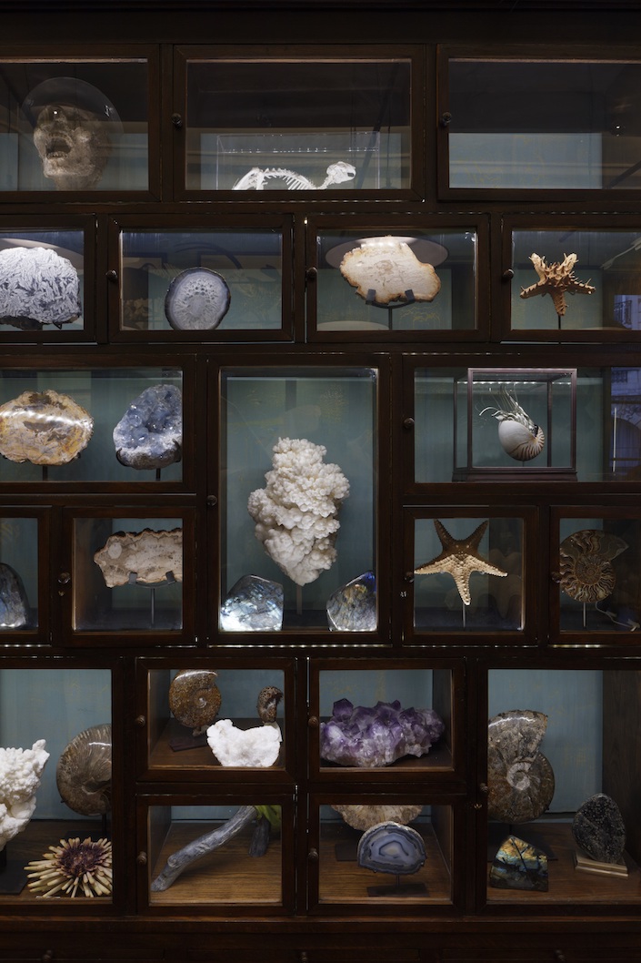 A Parisian Cabinet of Curosities - Deyrolle, photo Francis Hammond