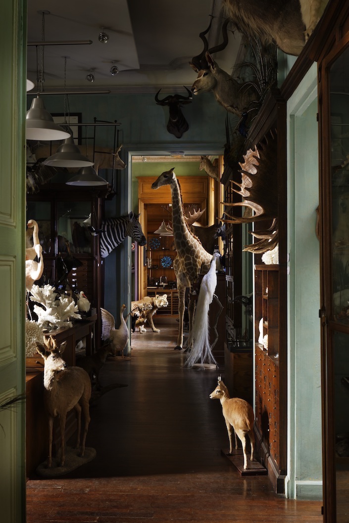 A Parisian Cabinet of Curiosities Deyrolle, photo Francis Hammond