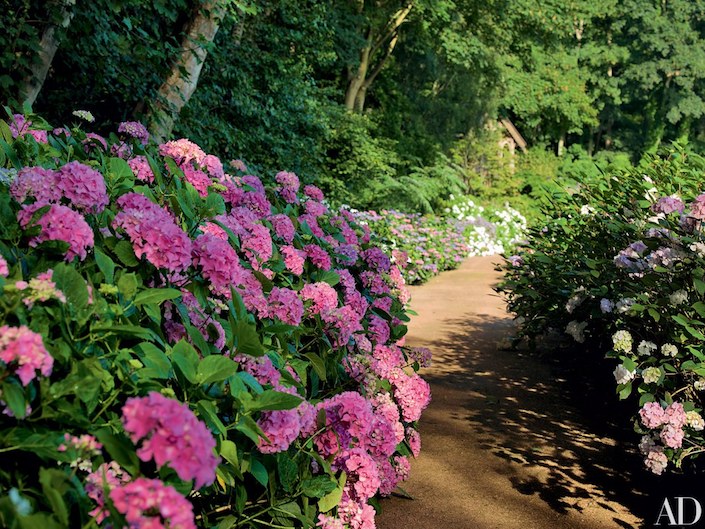Pierre Berge Normandy house with winding hydrangea walk by Madison Cox, photo Pascal Chevallier for AD