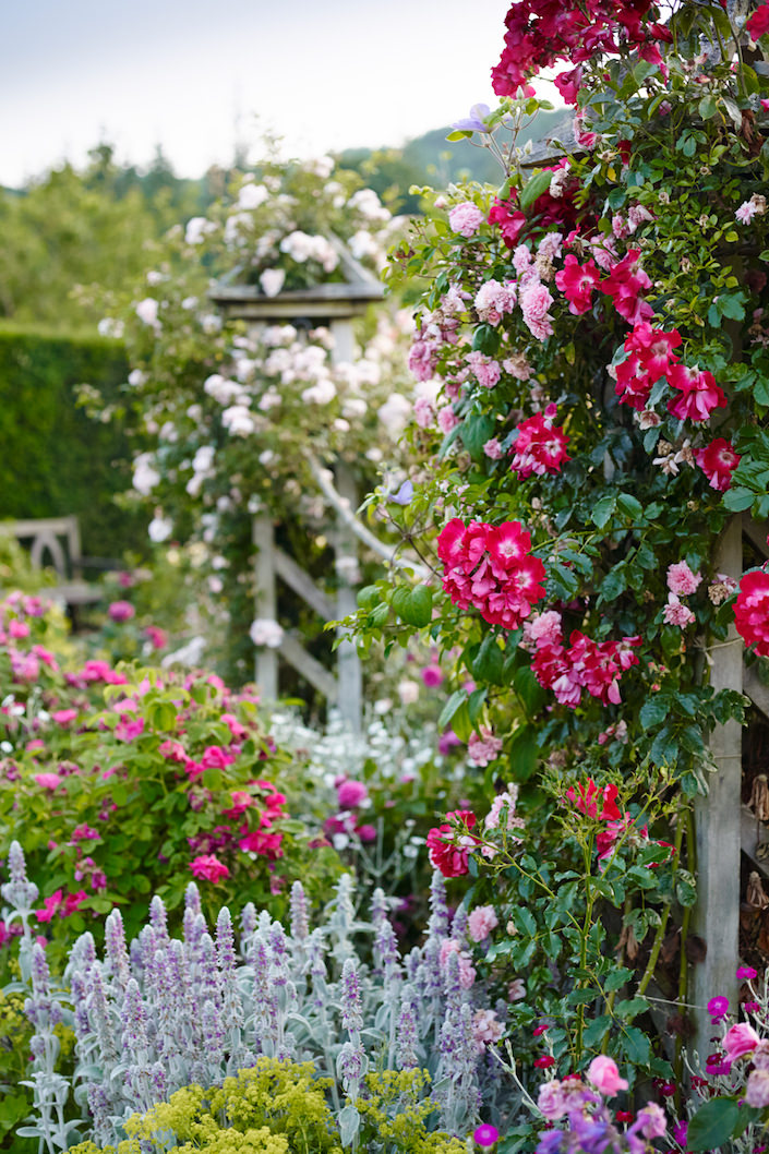 The-Shrub-Rose-Garden-in-summer-at-RHS-Garden-Rosemoor_-credit-RHS-and-Jason-Ingram
