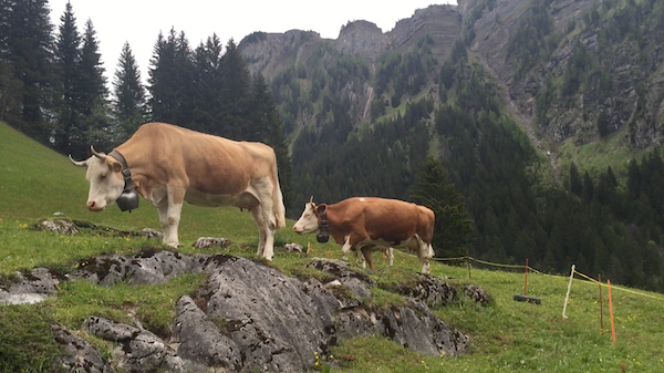 Michelle Nussbaumer's Gstaad