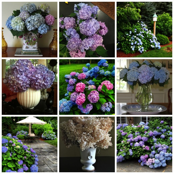 blue hydrangea
