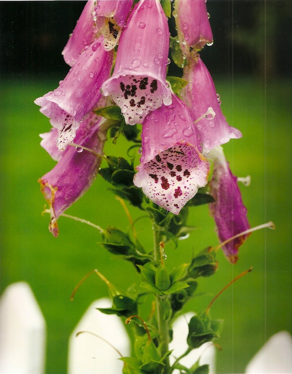 In the Garden by Stacey Bass Red-speckled foxglove in a Connecticut garden