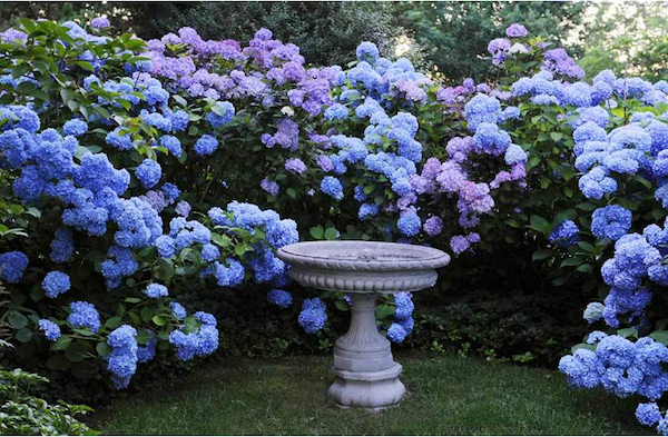 In the Garden by Stacy Bass Hydrangea in a Connecticut garden.