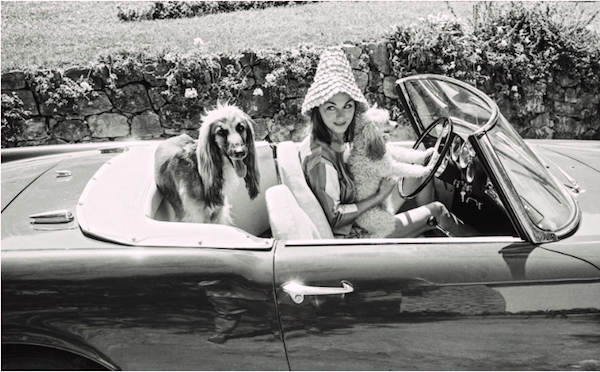 David Niven's wife in Celebrity Pets