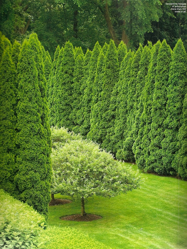In the Garden by Stacey Bass Serpentine hedges of arborvitae in a Connecticut garden