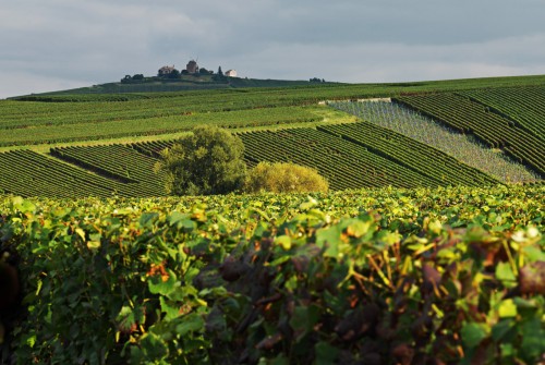 Ruinart Champagne